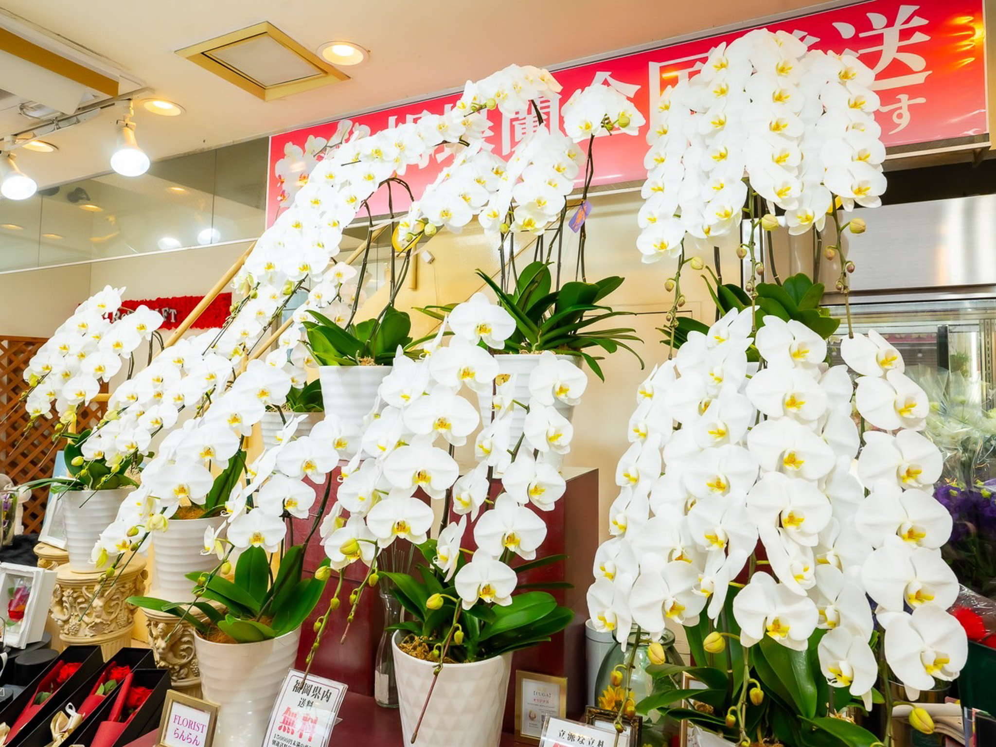 開店祝、就任祝、法人様、個人様の贈答花を数多くご用意しております。お花の品質には自信があります。